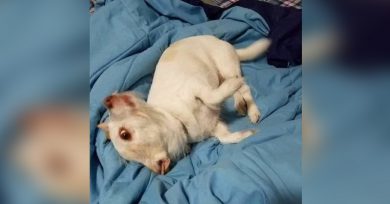 perro-ilusion-optica