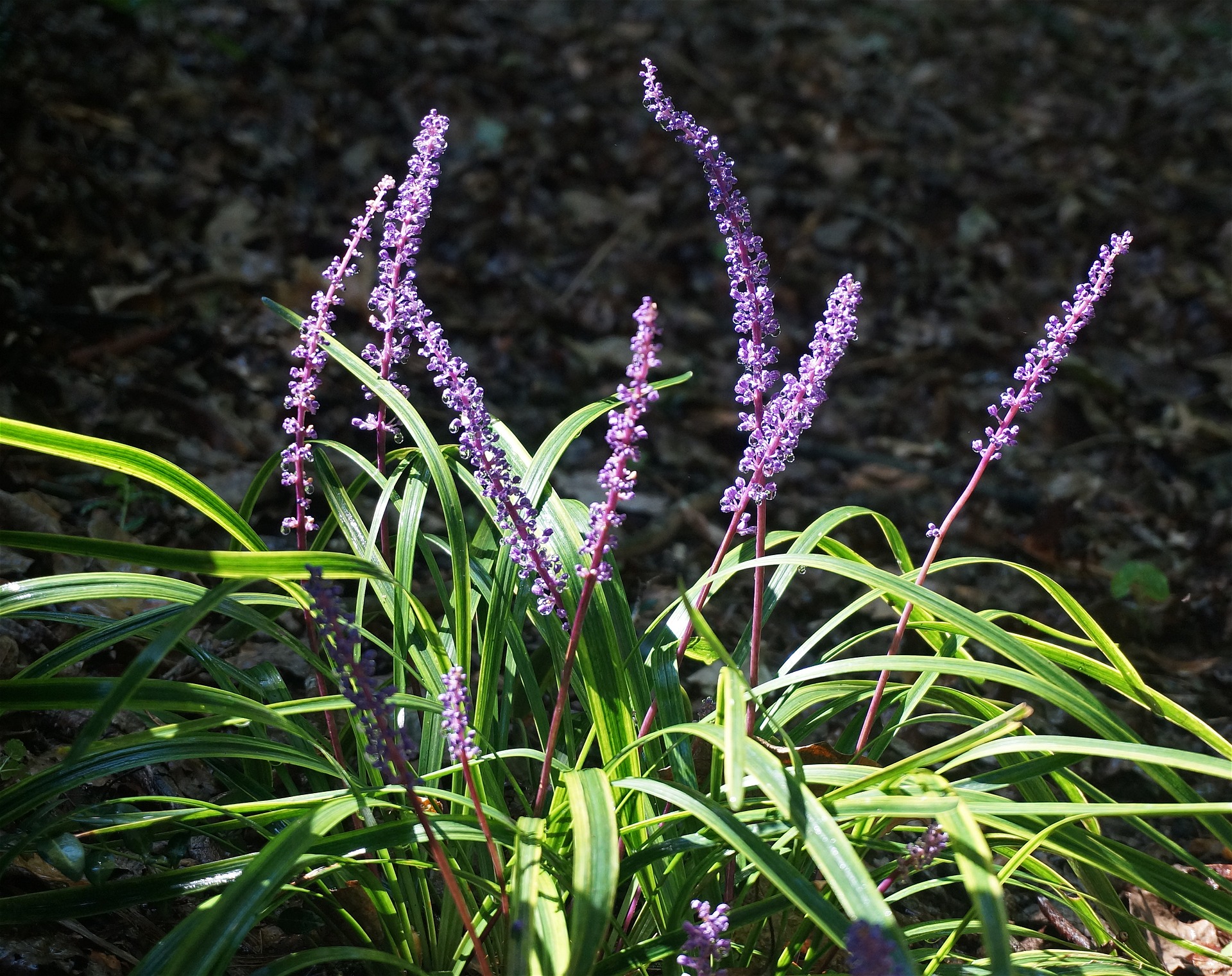 liriope muscari