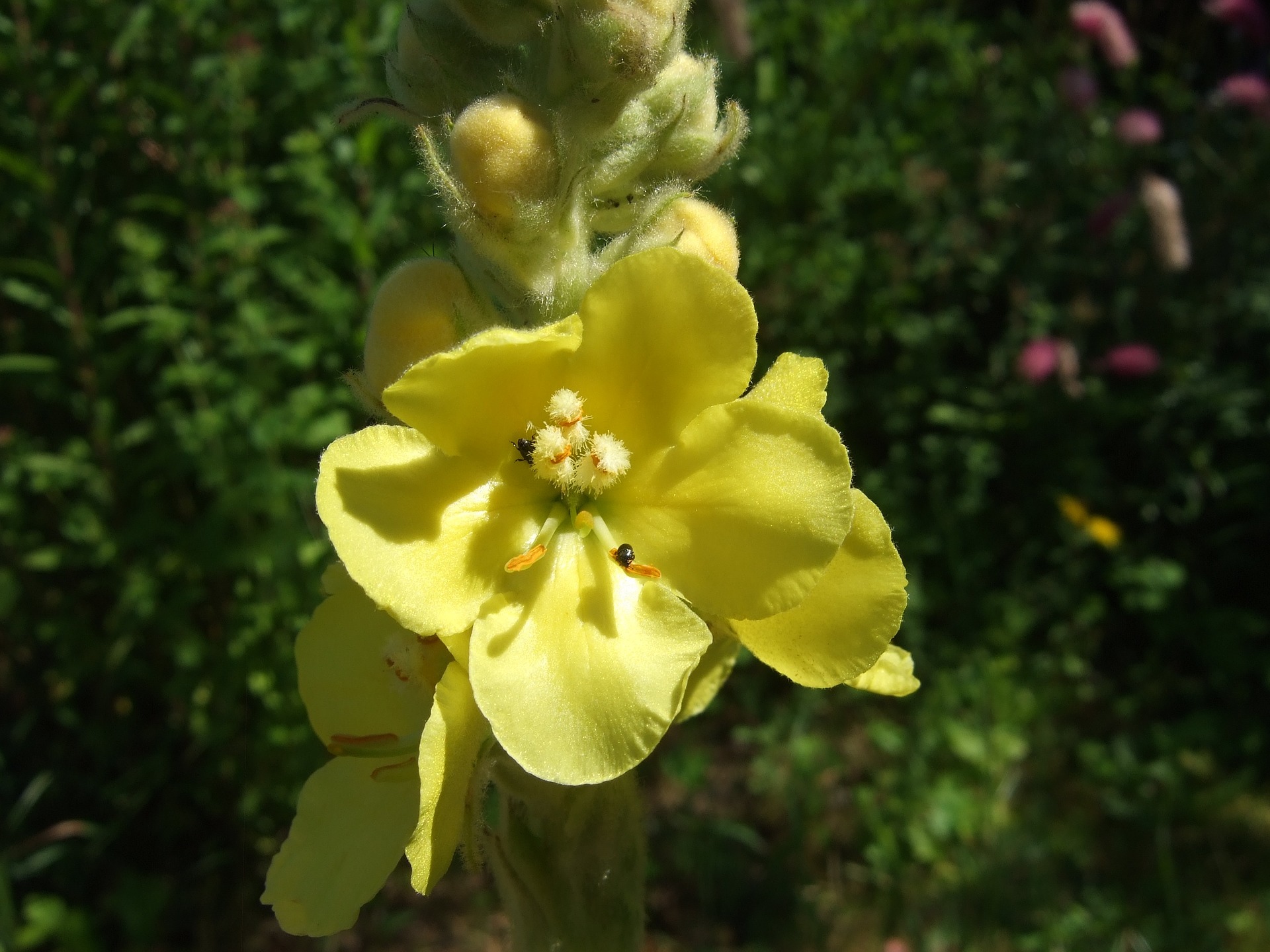 verbascum