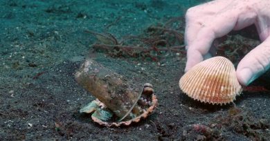 pulpo-vaso-concha-video