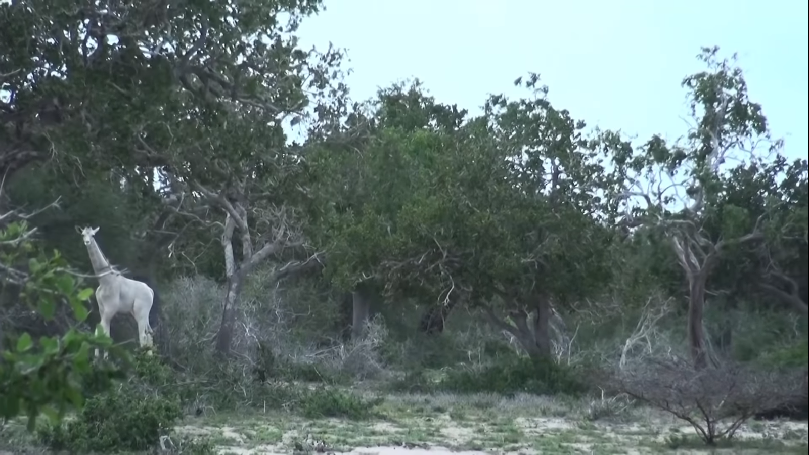 jirafas blancas en peligro de extinción