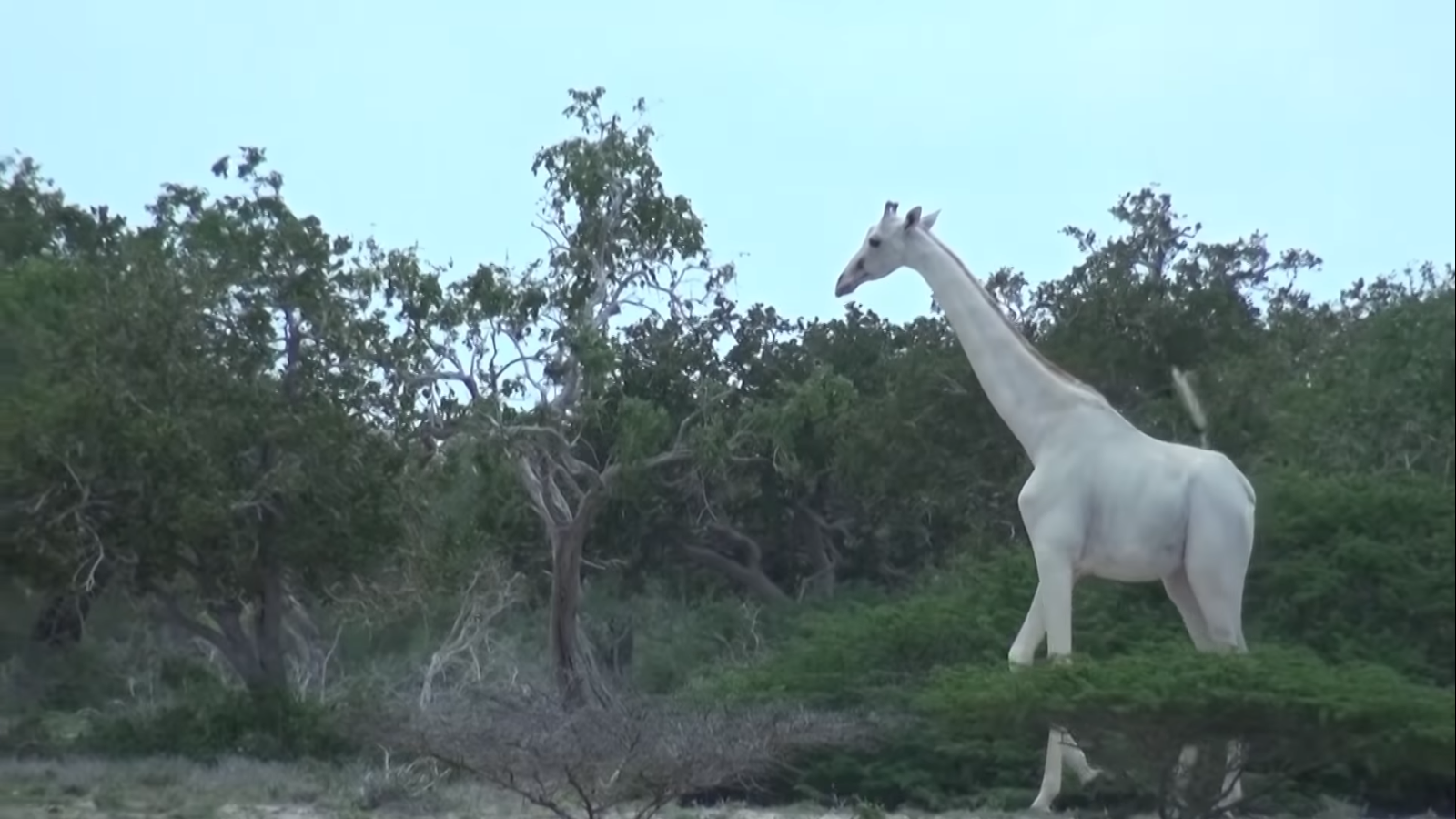 jirafa muere en áfrica