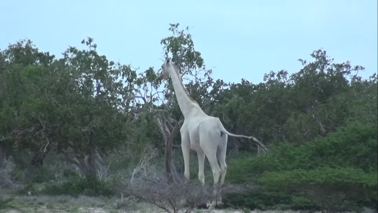 jirafa blanca asesinada junto a su cría por cazadores furtivos