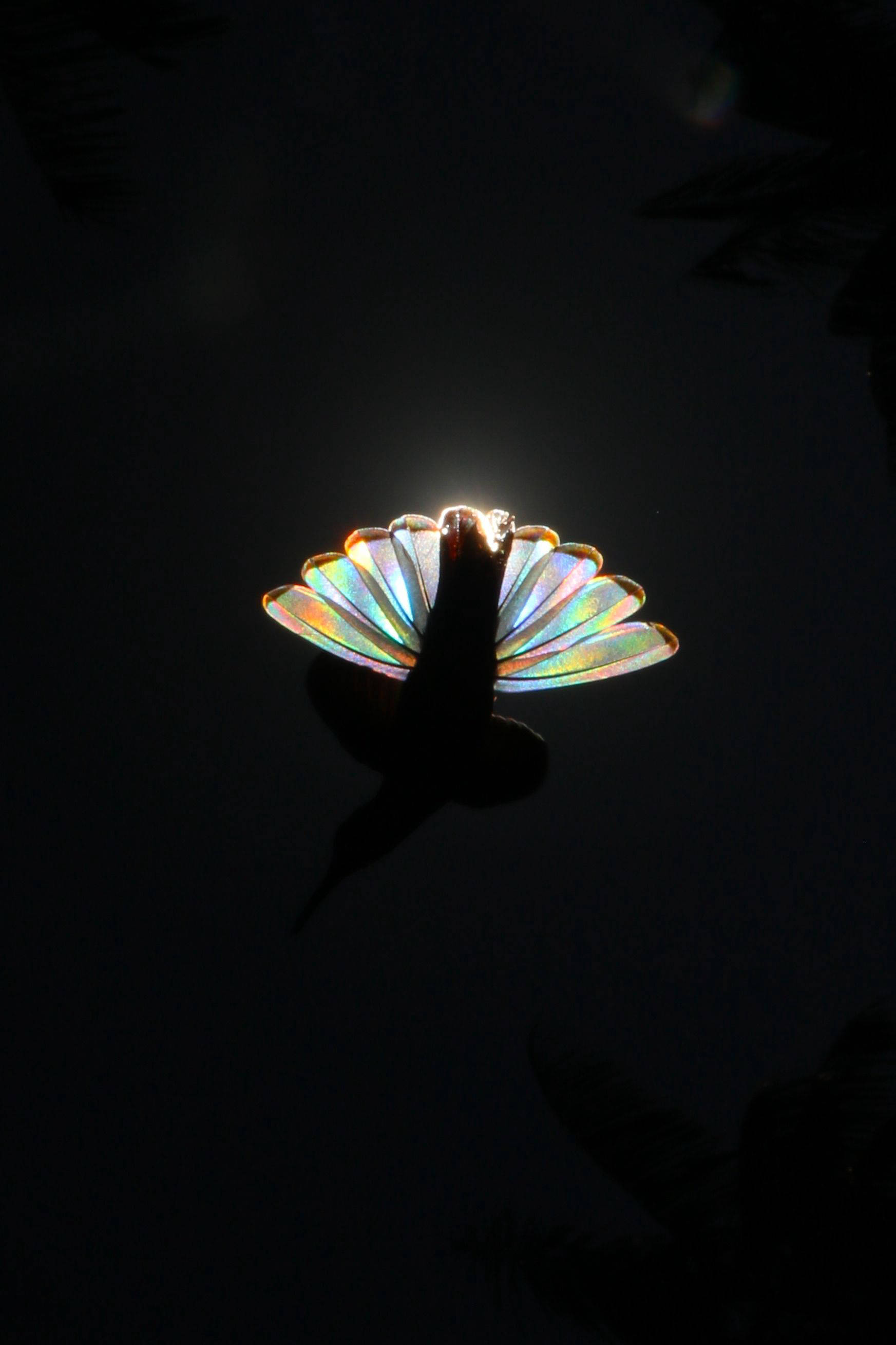 colibrí arco irís