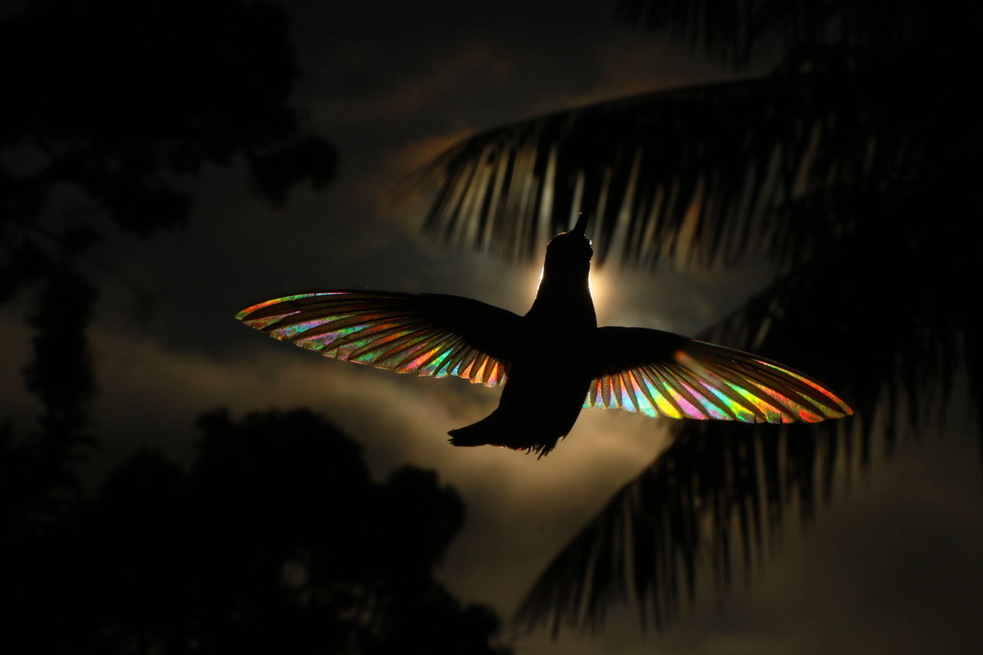 colibrí arco irís christina spencer