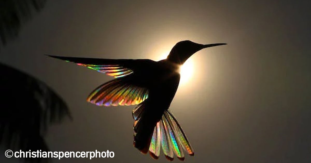 arcoiris-colibri