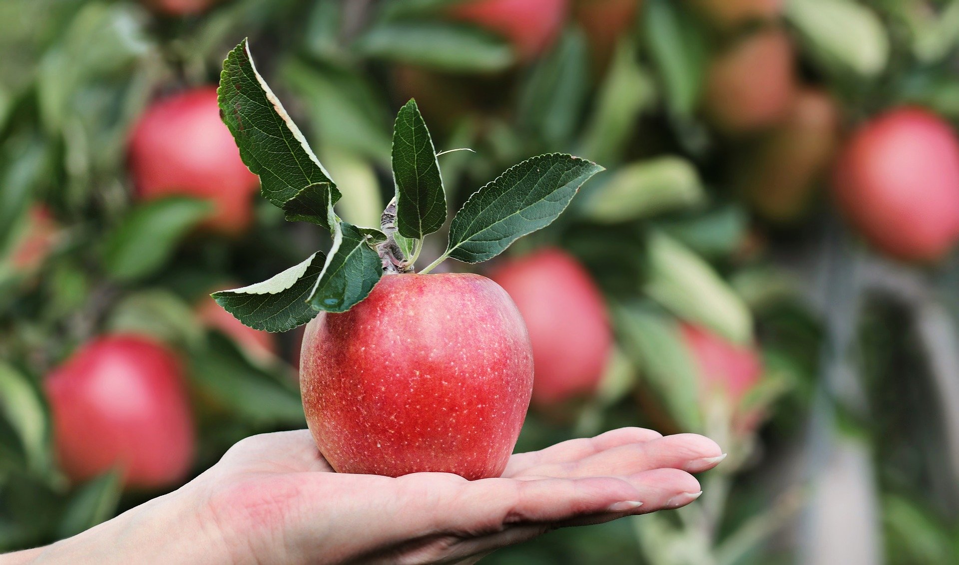 tallo manzana