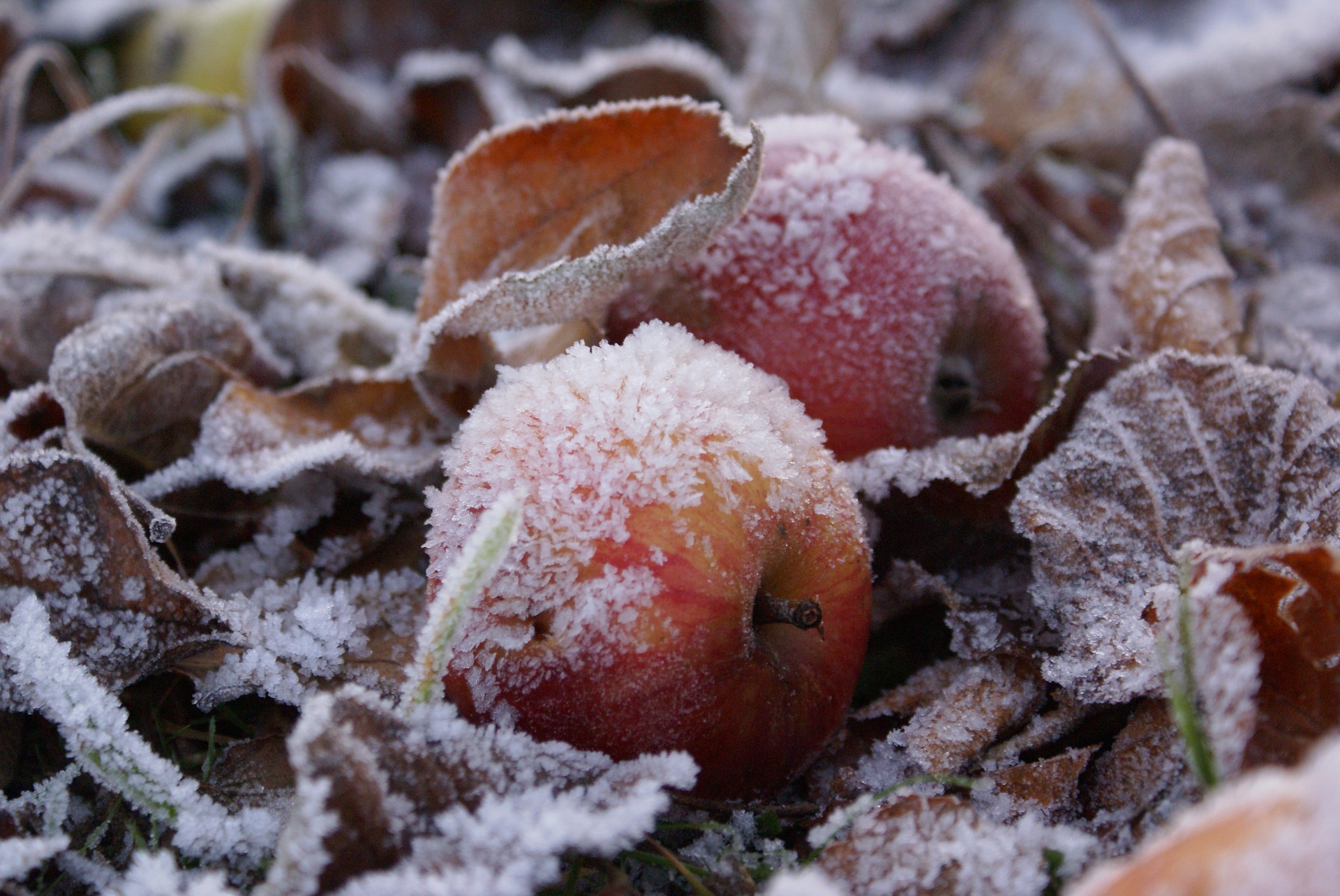 manzana congelada