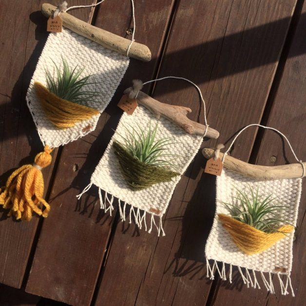 Cómo decorar con plantas del aire: la planta que no necesita tierra