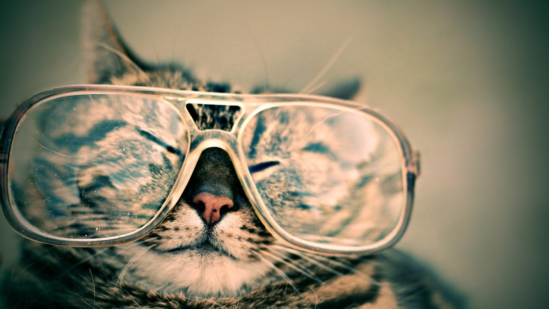gato con gafas