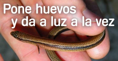 lagarto-pone-huevos-da-a-luz