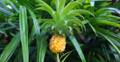 planta-interior-piña