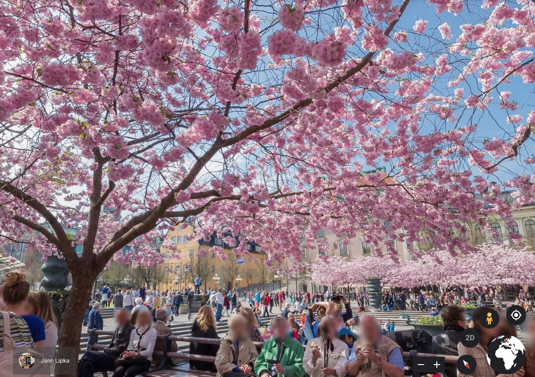 Recorrido virtual cerezos en flor