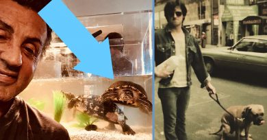 perro-stallone-tortugas