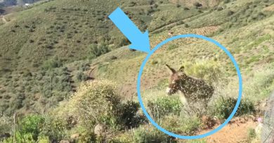 reecuentro hombre burra