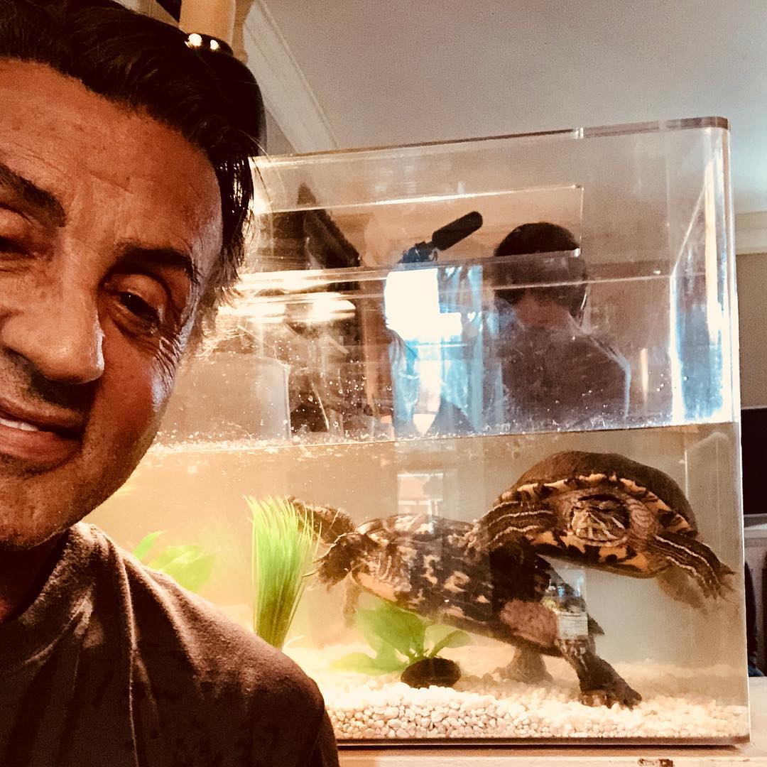 sylvester stallone tortugas
