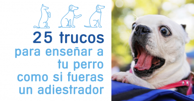 trucos-adiestrar-perros