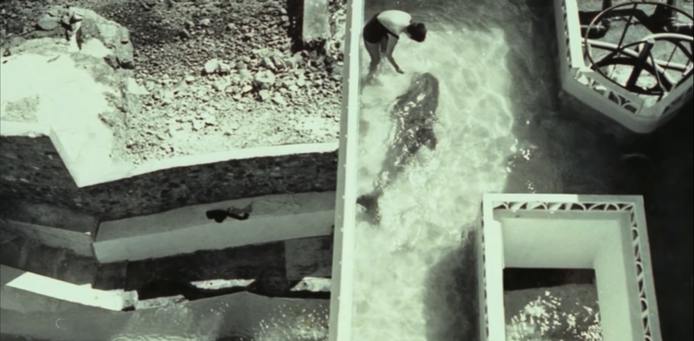 experimentos cientificos con delfines