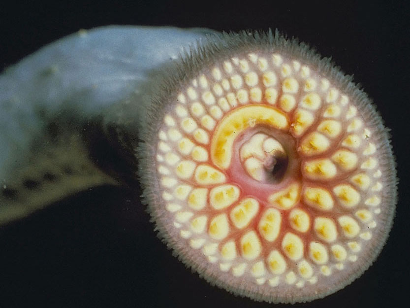 boca de una lamprea