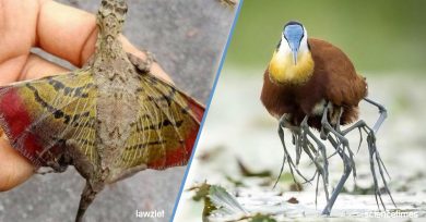 animales-fantasia-reales