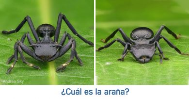 arana-hormiga