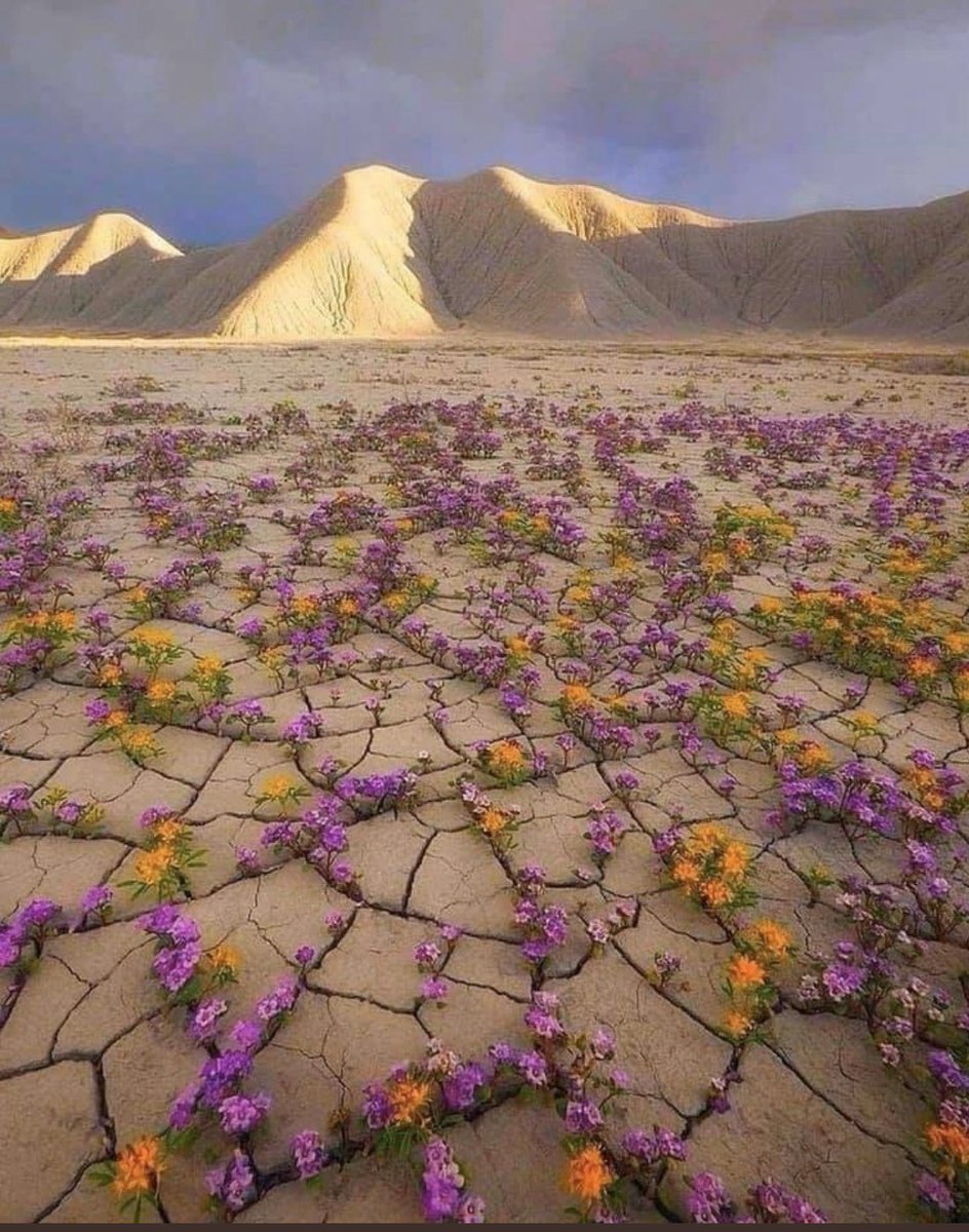 desierto florido fenómeno natural