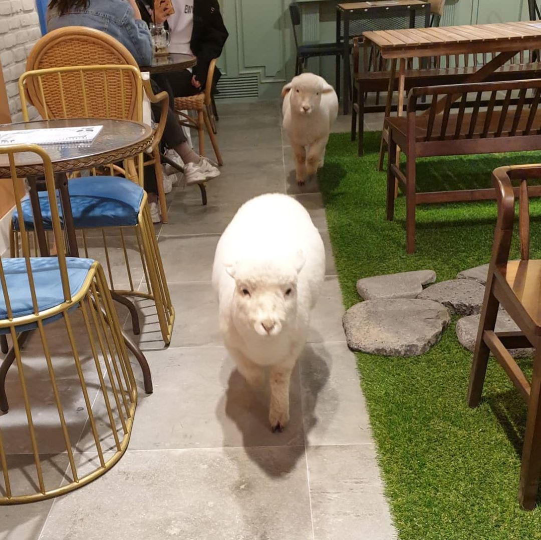 oveja carnero cafe sheep
