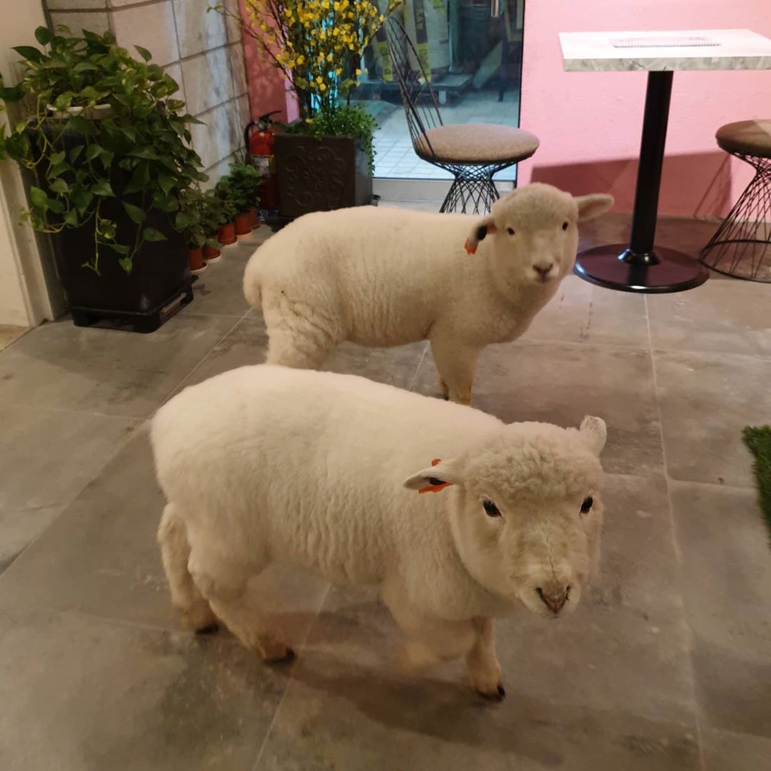 oveja carnero cafe sheep