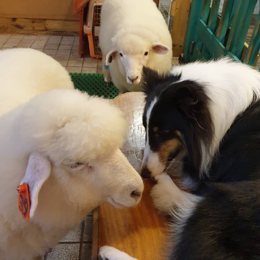 ovejas y perro