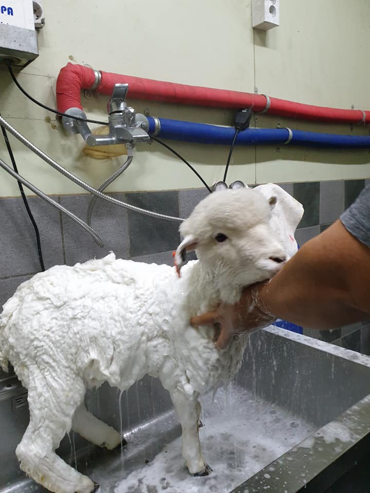 oveja baño