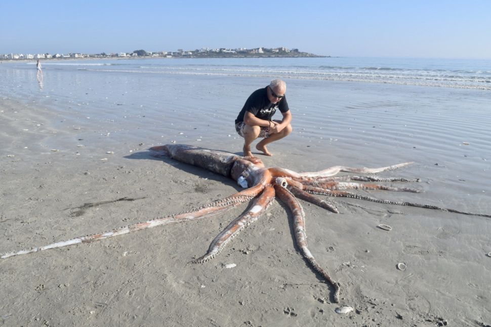 criatura gigante playa sudáfrica