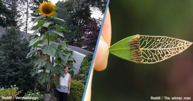 curiosidades-naturaleza