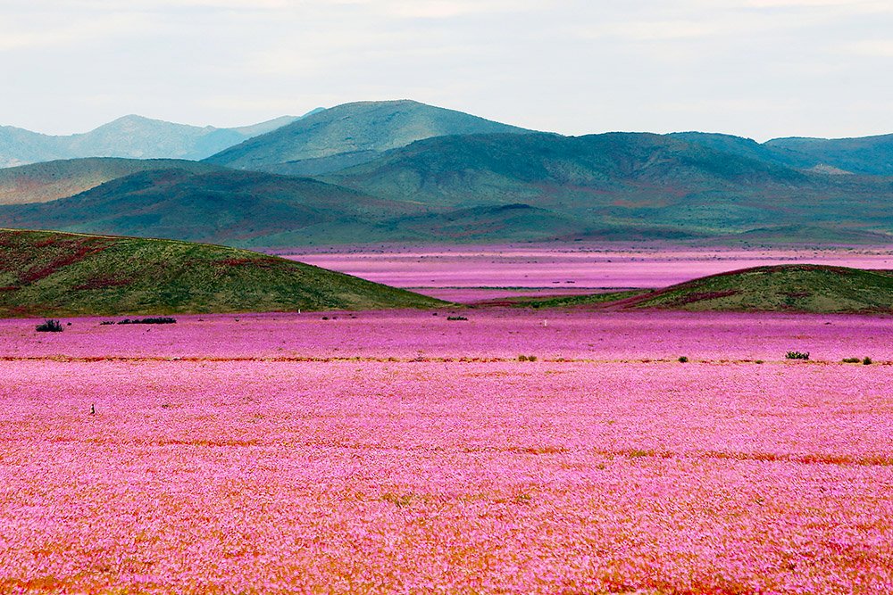 desierto de Atacama 