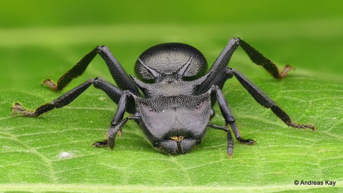hormiga tortuga gigante