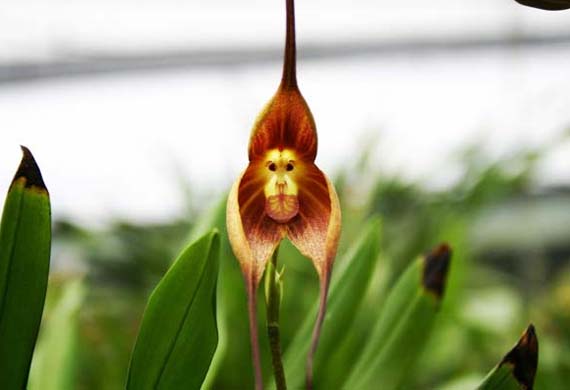 orquídea simia