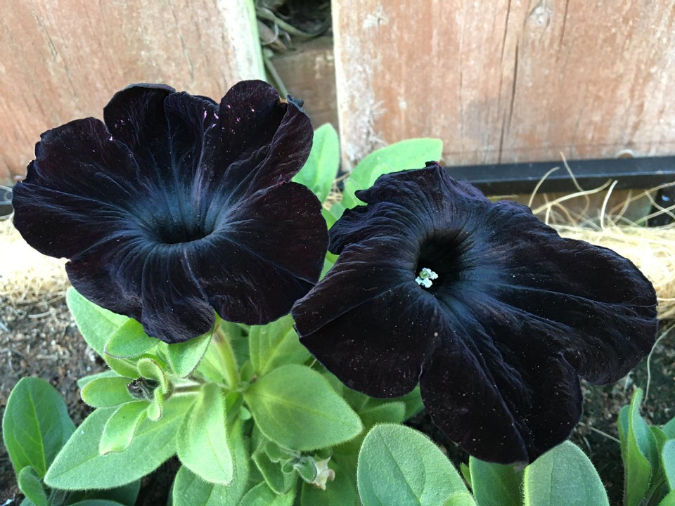 petunia negra flores más raras 