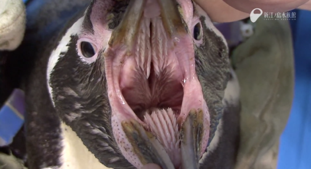 cara de un pingüino con la boca abierta