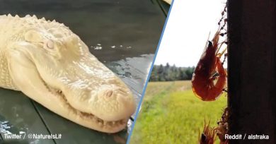 animales-sorprendentes