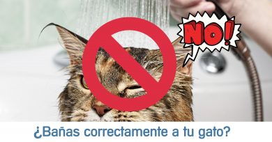bañar-gato