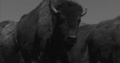 bisontes