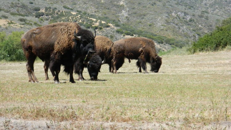 bisontes pastando
