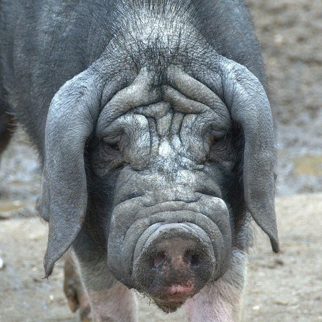 cerdo Taihu