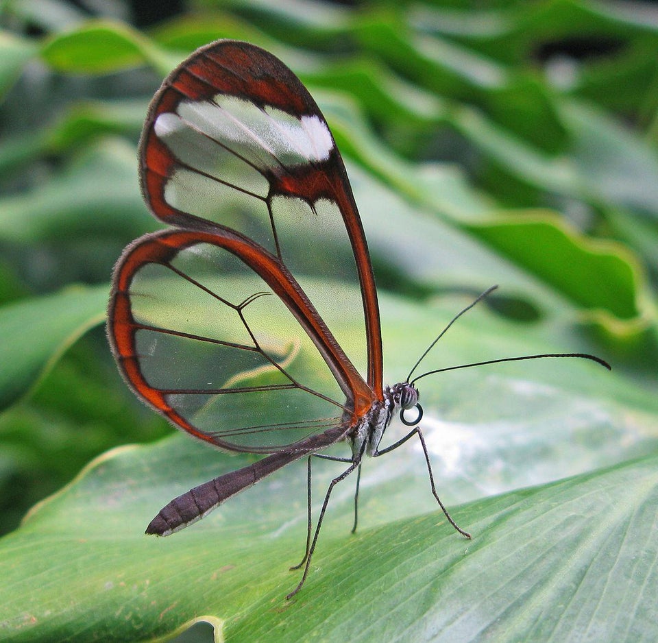 mariposa transparente