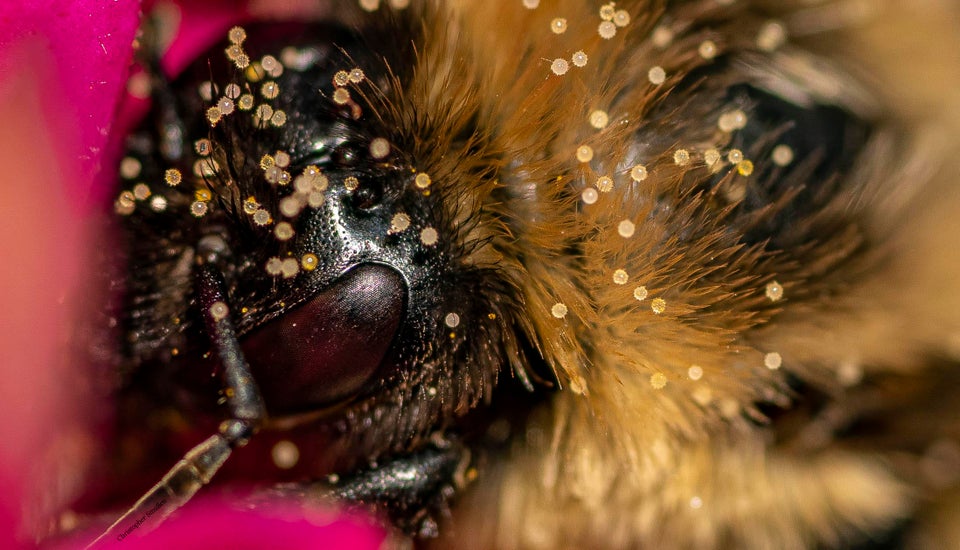 abeja polen
