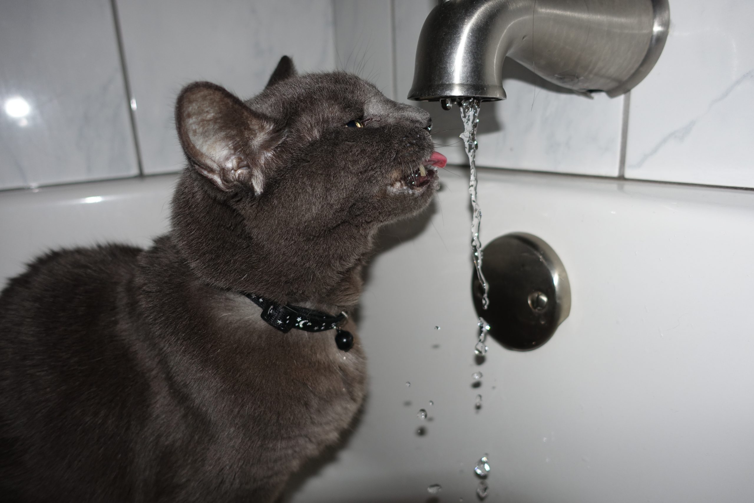 cómo bañar al gato