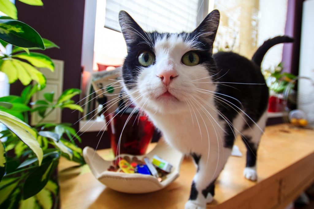 gato entrometido personalidades