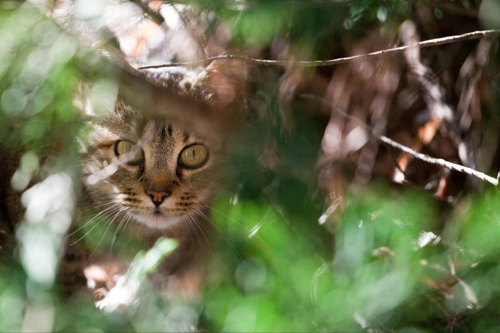 gato neurotico personalidades