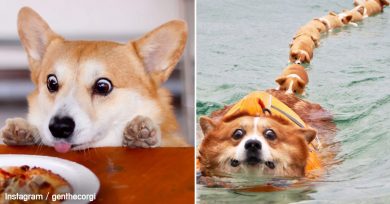 gen-corgi-perro-expresivo