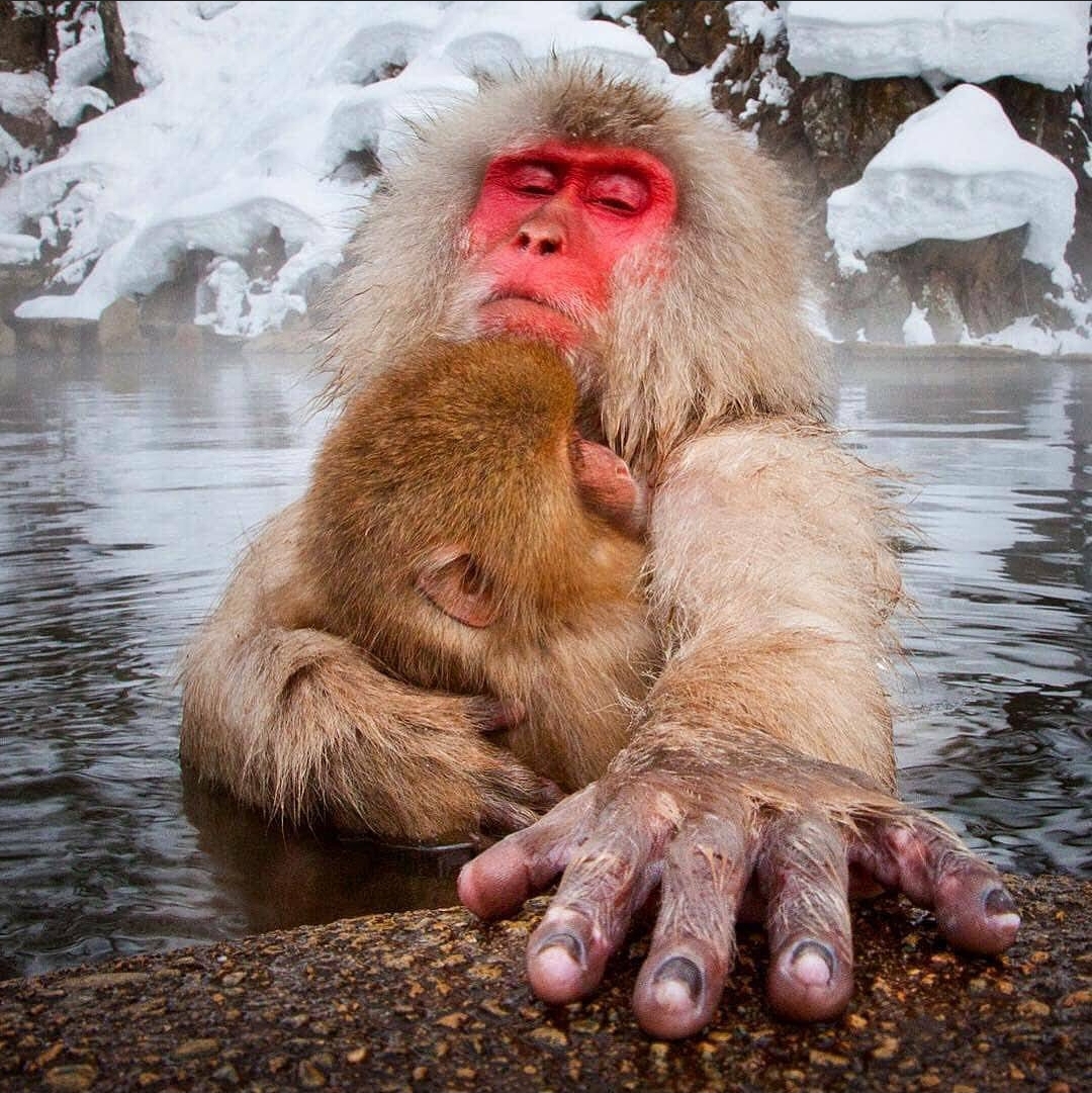 mono agua termal macaco 