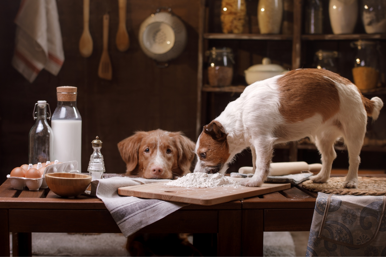 perros en la cocina